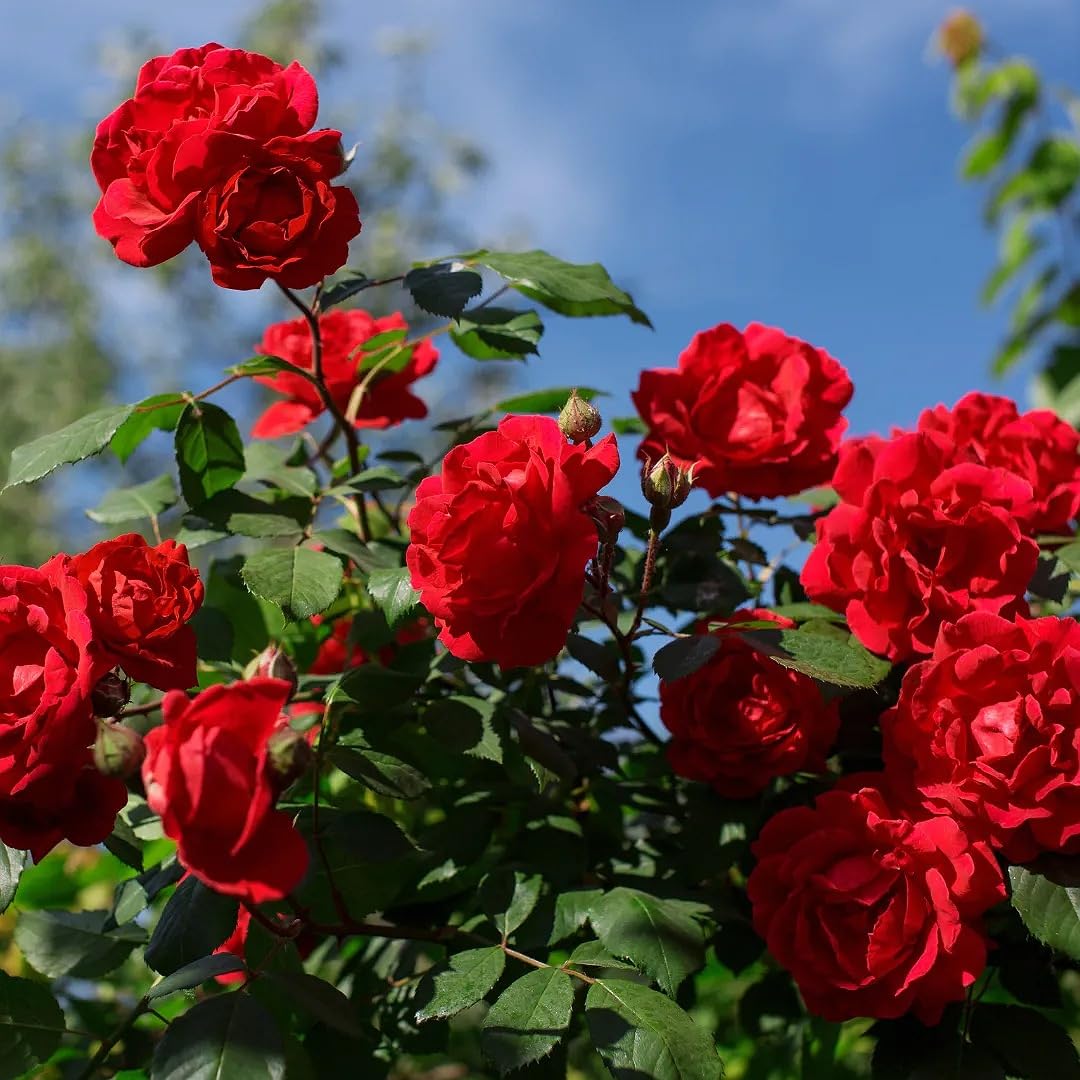 Red Holland Rose Flower Seeds for Planting Heirloom NonGMO Seeds for Beautiful Blooms Easy to Grow 
 
 Sale