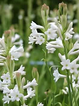 Tuberose plants with fragrant white flowers and green foliage