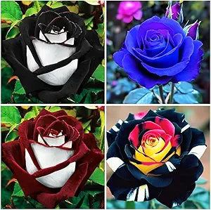 100 Pcs