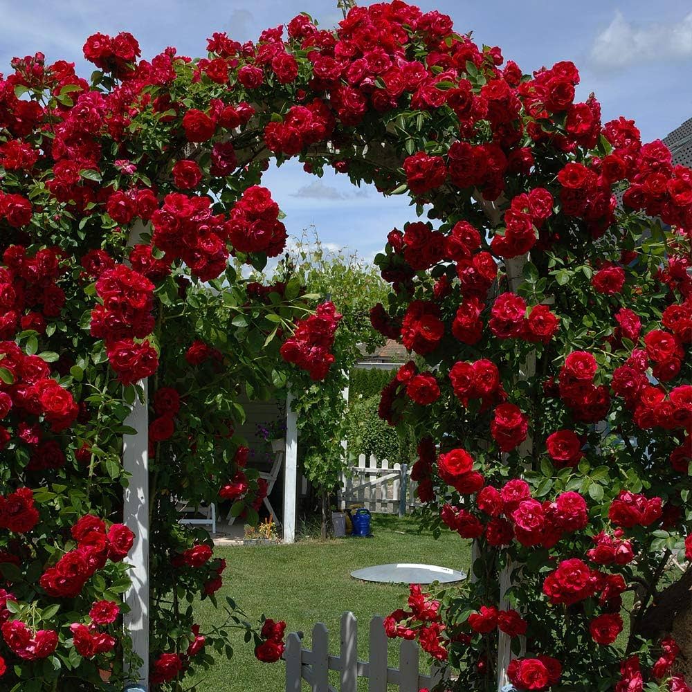 Maroon Climbing Rose Flower seeds for Planting - Wildflower Mix, Heirloom & GMO Free Seeds for Home Garden