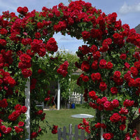 Climbing RoseFlower seeds for Planting Garden Favorite Heirloom & GMO Free Seeds for Home Garden