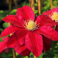 Clematis Flower seeds for Planting Garden Favorite Heirloom & GMO Free Seeds for Home Garden