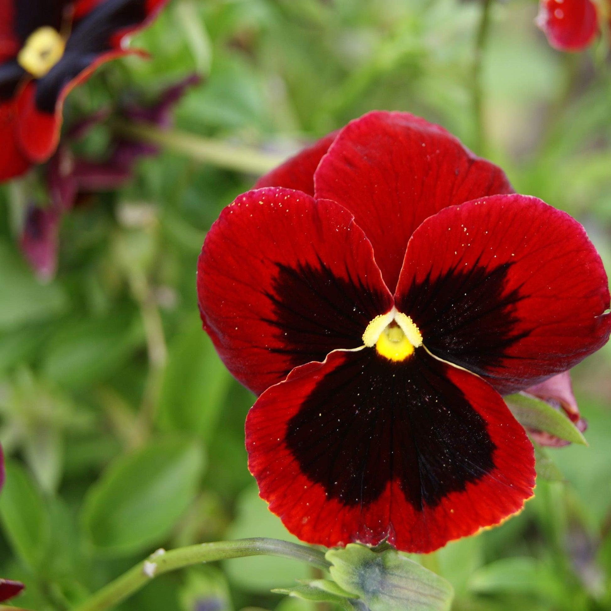 Pansy Viola x wittrockiana Alpenglow for planting in flower bed