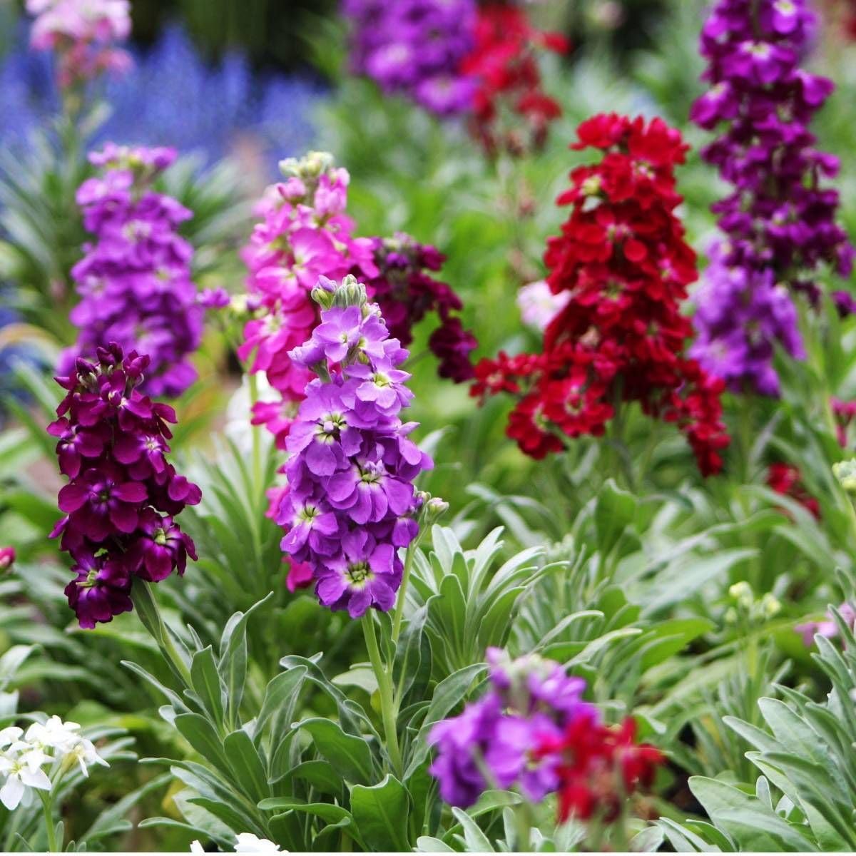 Mix Matthiola Incana Flower Seeds for Planting Seasonal Bloomer Heirloom & GMO Free Seeds for Home Garden
 
 Sale