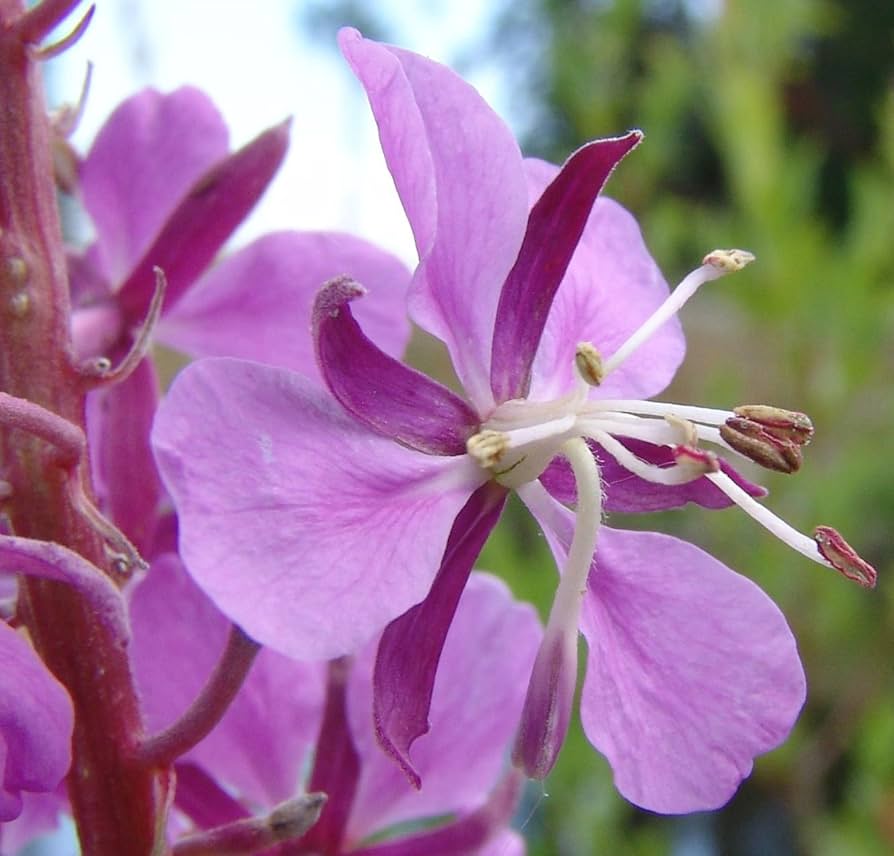 Epilobium Angustifolium Willowherb seeds for perennial wildflower garden