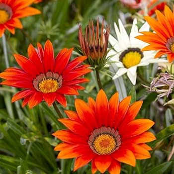 Red Orange Gazania Flower seeds for Planting - Perfect for Borders, Heirloom & GMO Free Seeds for Home Garden