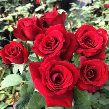 Red Rugrose Rose Flower Planting Seeds