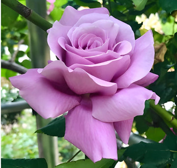 Lavender Rose Flower seeds for Planting - Garden Favorite, Heirloom & GMO Free Seeds for Home Garden