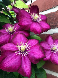 Clematis Flower seeds for Planting Compact Growth Heirloom & GMO Free Seeds for Home Garden