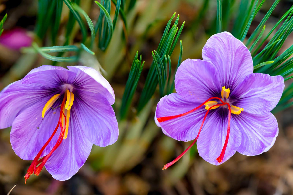 Heirloom (Heirloom Crocus) seeds for planting in home garden