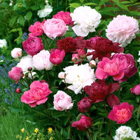 Peony plants in bulk for outdoor garden planting