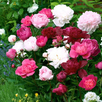 Peony bulbs planted along an attractive garden border

