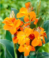 Orange Canna Lily flowers blooming with green foliage in a garden landscape.
