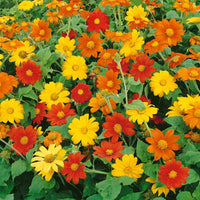 Tithonia Flower seeds for Planting Cottage Garden Essential Heirloom & GMO Free Seeds for Home Garden 
 
 Sale