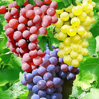 Grape Vine mix for outdoor garden planting