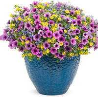 Calibrachoa Petunia Flower Calibrachoa spp. for planting in flower bed