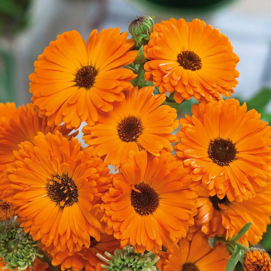 Calendula Geishe Girl for planting in flower bed