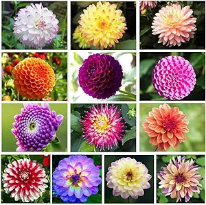 100 Pcs