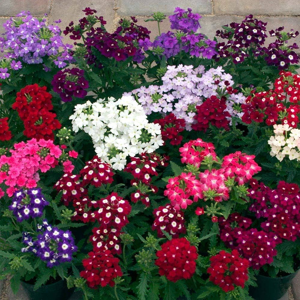 Mixed Verbena Flower seeds for Planting - Fragrant Blossoms, Heirloom & GMO Free Seeds for Home Garden