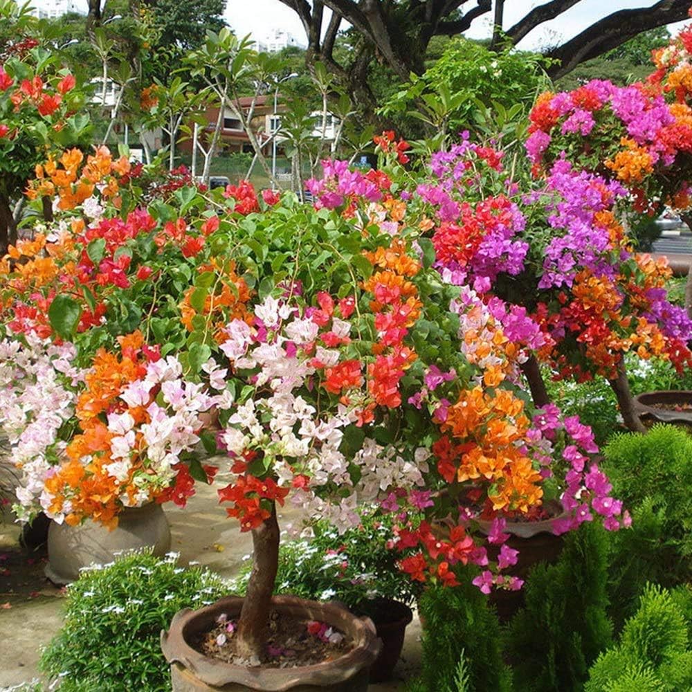 Mixed Bougainvillea Flower seeds for Planting - Low Maintenance, Heirloom & GMO Free Seeds for Home Garden