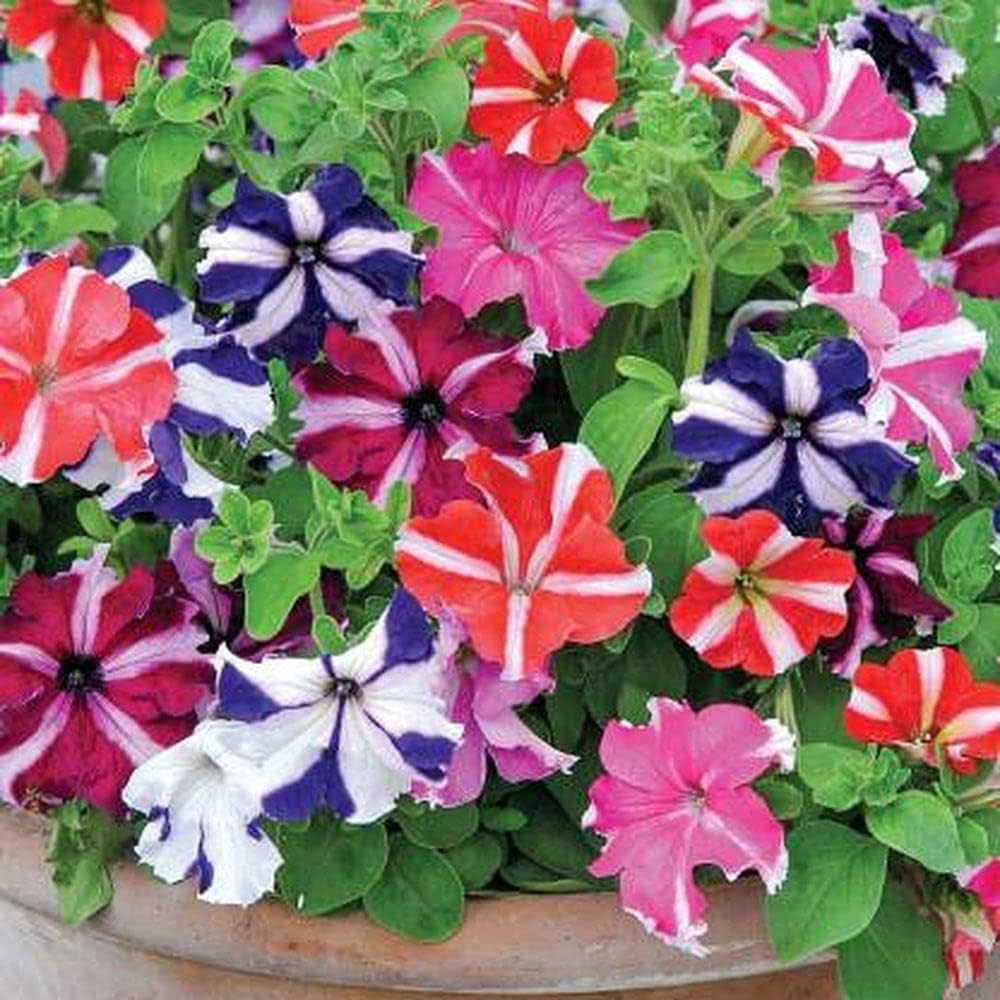 Double Petunia Seeds for Planting Petunia hybrida for hanging baskets and flower beds