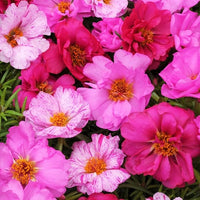 Ruby Jewel Moss Rose Portulaca Seeds for Bright, Vibrant Moss Roses