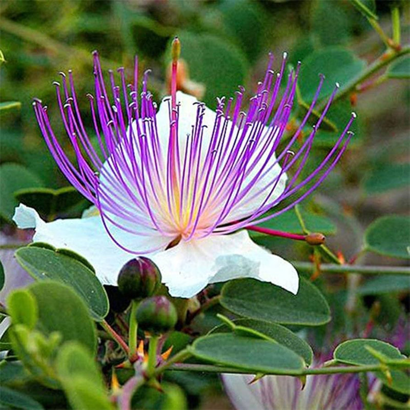 White Caper Flower seeds for Planting - Cottage Garden Essential, Heirloom & GMO Free Seeds for Home Garden
 
 Sale seeds for home garden