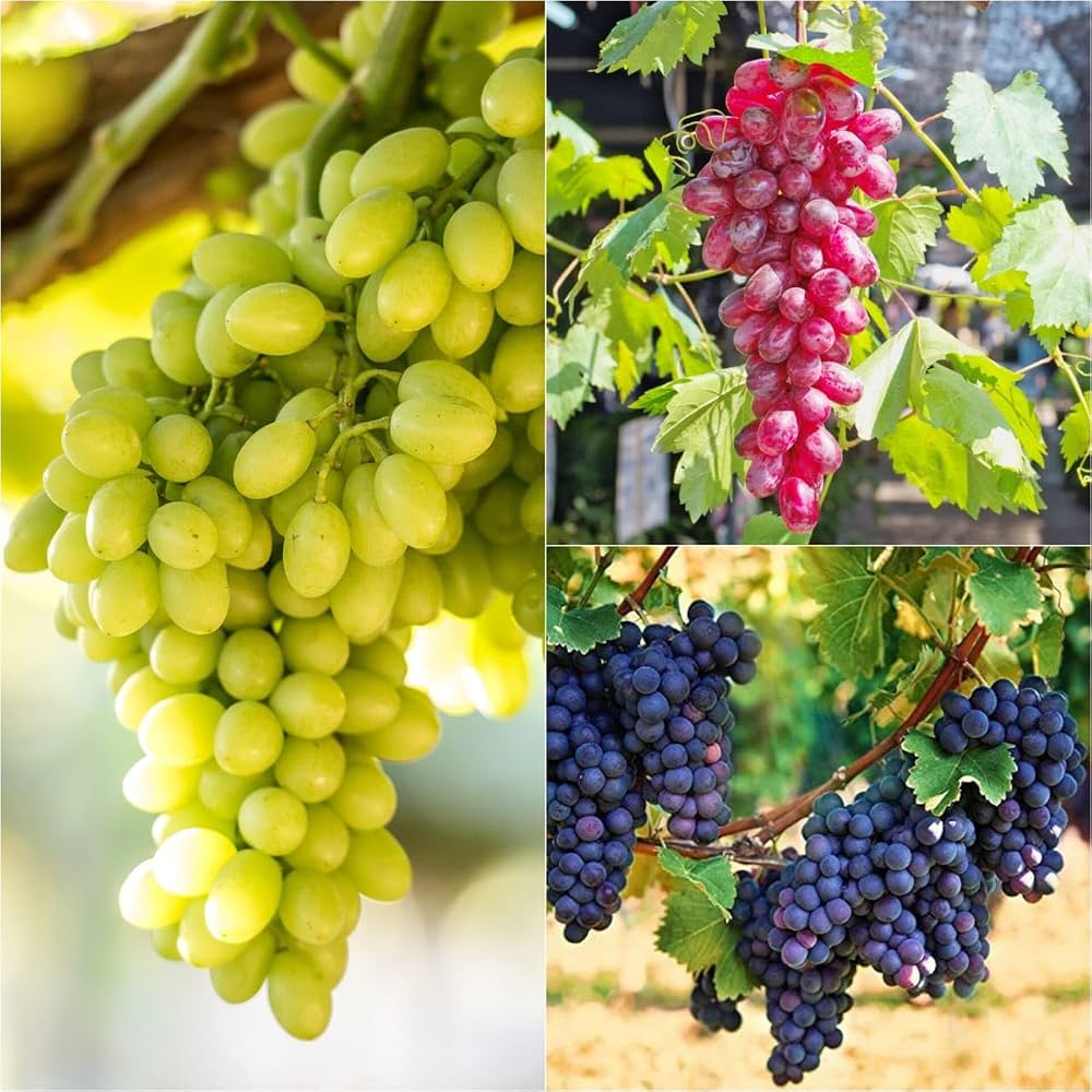 Grape Vine growing along a garden support