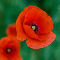 Red Poppy Papaver somniferum Seeds for Planting in Flower Bed & Garden