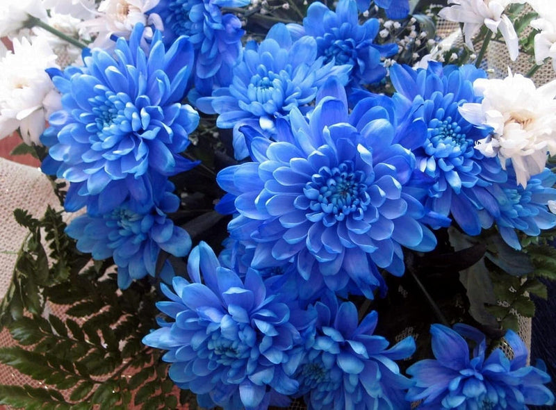 Blue Chrysanthemum Flower seeds for Planting - Premium Quality, Heirloom & GMO Free Seeds for Home Garden
 
 Sale for planting in home garden