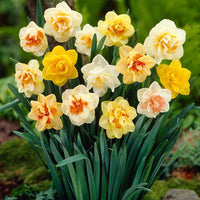 Narcissus flowers growing along a colorful garden border

