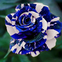 Rose Seeds for Planting  Create a Beautiful Rose Garden