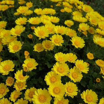 Marigold Chrysanthemum Flower seeds for Planting Seasonal Bloomer Heirloom & GMO Free Seeds for Home Garden