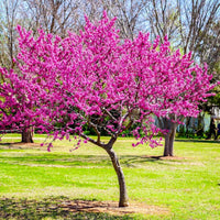 Eastern Redbud Tree Seeds for Planting Cercis Canadensis native garden flowering tree row