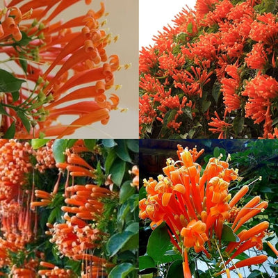 100 Pcs
