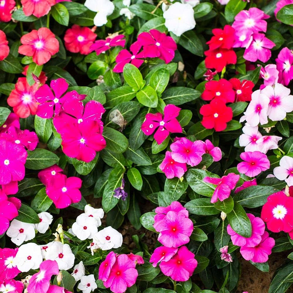 Vinca Mix Seeds for Planting  Colorful Annual Blooms for Your Garden