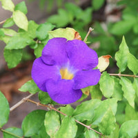 Thunbergia Flower Seeds for Vibrant Garden Planting