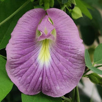 Shankhapushpam Clitoria ternatea Seeds for Planting in Herbal Garden and Flower Bed