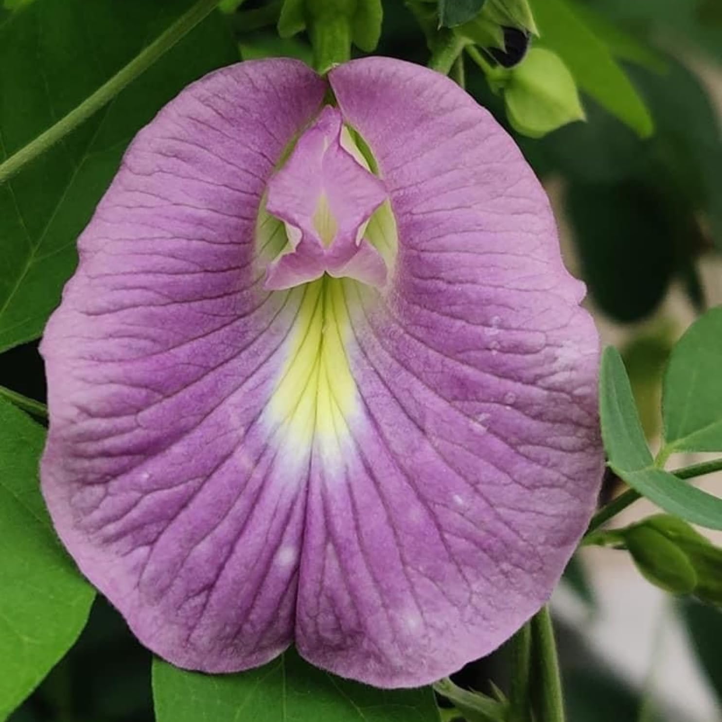 Lavender Campanula Punctata Bellflower Perennial Seeds