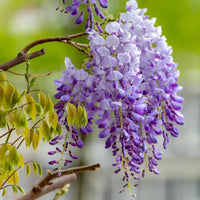 Wisteria Violet Flower Seeds for Planting  Seed for Beautifully Cascading Blooms in Your Garden