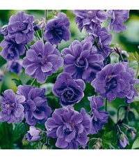 Univalve Geranium Planting Seeds - Deep Blue Elegance for Your Garden