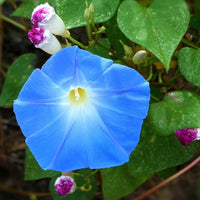 Blue Climbing Vine Seeds - Mandevilla Sanderi for Planting