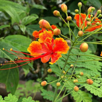 Red Caesalpinia or Peacock Flower seeds for Planting - Shade Tolerant, Heirloom & GMO Free Seeds for Home Garden
 
 Sale seeds for planting in home garden