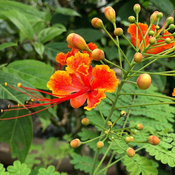 Caesalpinia Gilliesii seeds for planting in flower bed