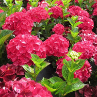 Hydrangea Tohum Garden Flower Plants Seeds