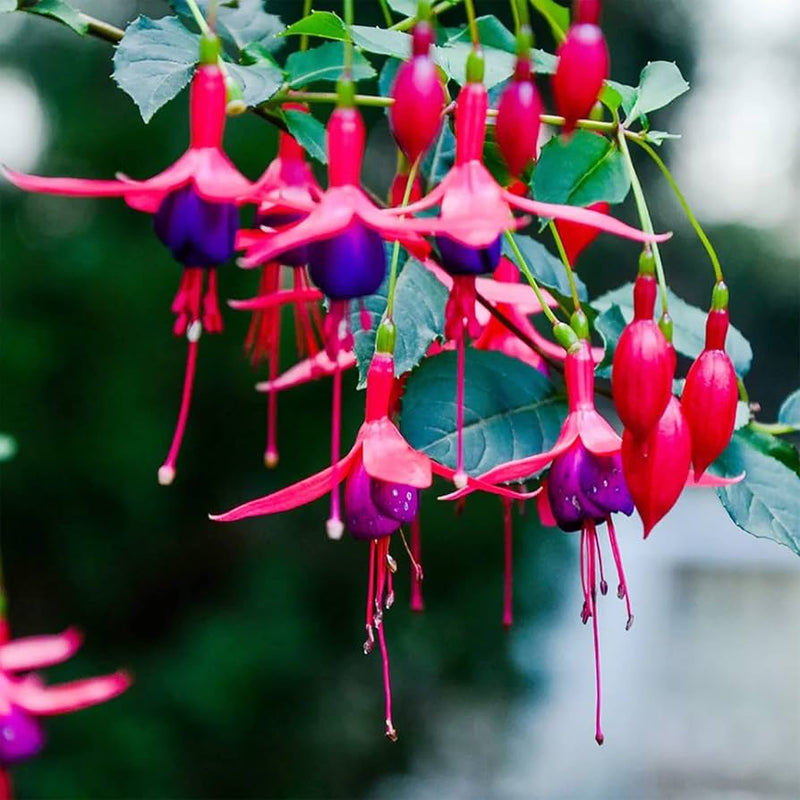 Purple Pink Fuchsia Flower Seeds for Planting Easy to Grow Heirloom & GMO Free Seeds for Home Garden
 
 Sale