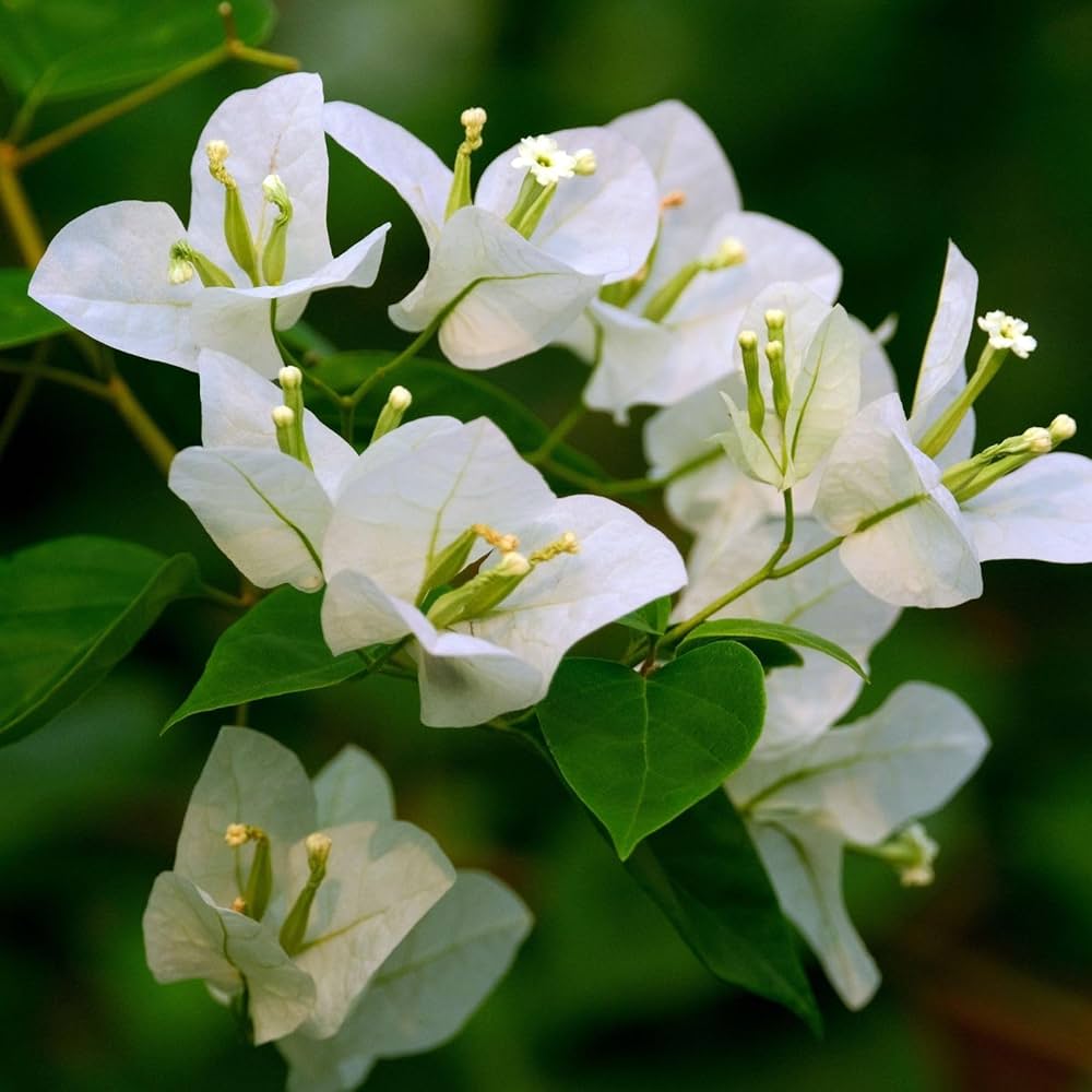 Bougainvillea Spectabilis Flower seeds for Planting - Pollinator Friendly, Heirloom & GMO Free Seeds for Home Garden