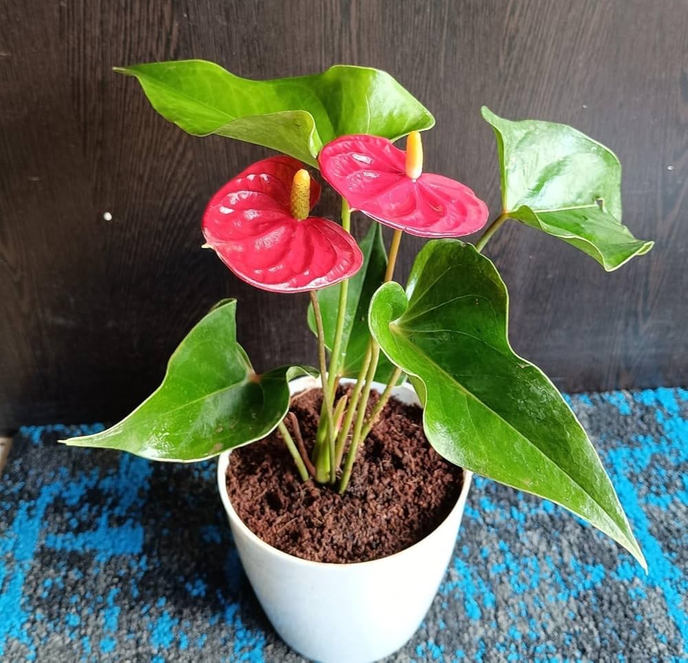 Green Red Anthurium Flower seeds for Planting - Wildflower Mix, Heirloom & GMO Free Seeds for Home Garden