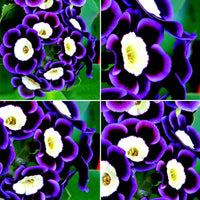 Blue Black Phantom Flower seeds for Planting - Cut Flower Favorite, Heirloom & GMO Free Seeds for Home Garden