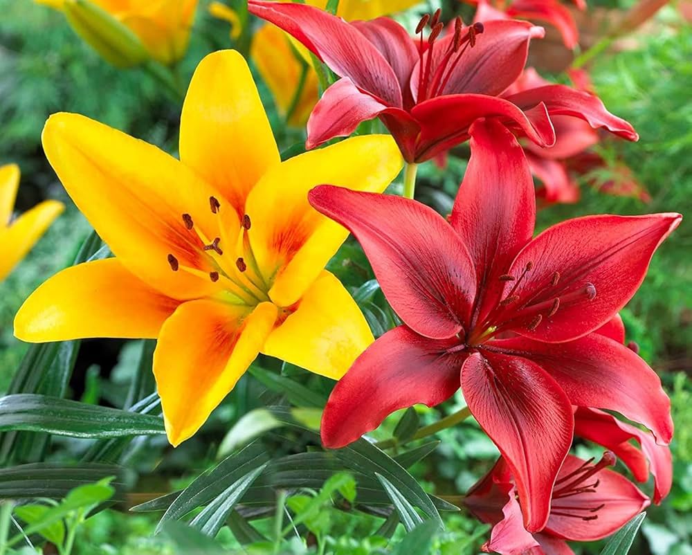 Elegant lily flowers growing in a landscaped garden border.
